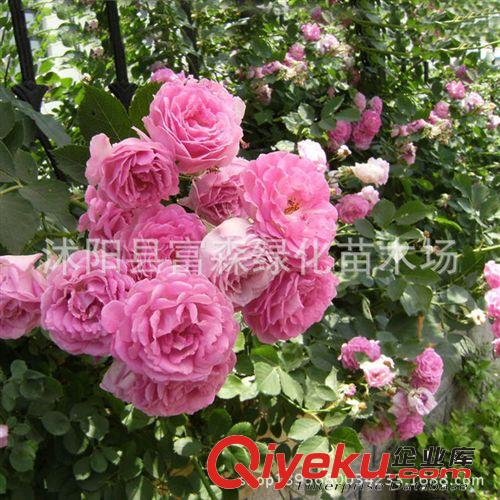 出售多花無刺薔薇 爬藤薔薇 大花薔薇苗 規(guī)格齊全 盆栽薔薇原始圖片2