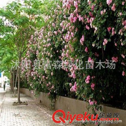 出售多花無刺薔薇 爬藤薔薇 大花薔薇苗 規(guī)格齊全 盆栽薔薇原始圖片3