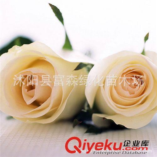大花品種月季黃花 月季種苗  月季花 盆栽月季 芳香花大 多季開花