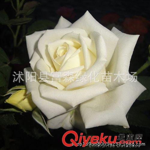 重瓣玫瑰花成苗白花重瓣玫瑰苗 玫瑰苗 白玫瑰花苗白玫瑰小苗原始圖片2