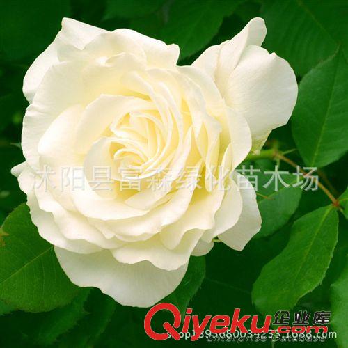 重瓣玫瑰花成苗白花重瓣玫瑰苗 玫瑰苗 白玫瑰花苗白玫瑰小苗原始圖片3