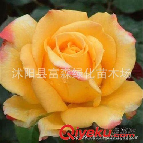 加里娃達(dá)大花月季種苗3年生 品種月季月季花 盆栽月季 芳香花大