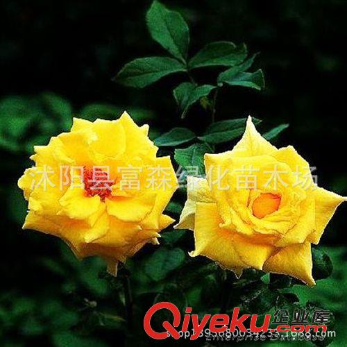 大花品種月季黃花 月季種苗  月季花 盆栽月季 芳香花大 多季開花原始圖片2