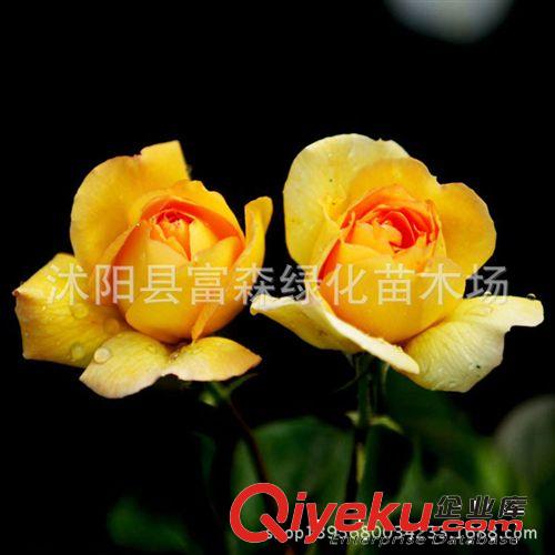大花品種月季黃花 月季種苗  月季花 盆栽月季 芳香花大 多季開花原始圖片3