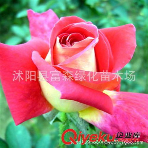 紫花單瓣玫瑰苗 平陰一號玫瑰 玫瑰苗 紫玫瑰花苗 玫瑰花小苗