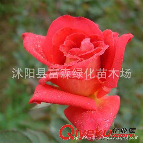 加里娃達(dá)大花月季種苗3年生 品種月季月季花 盆栽月季 芳香花大原始圖片2