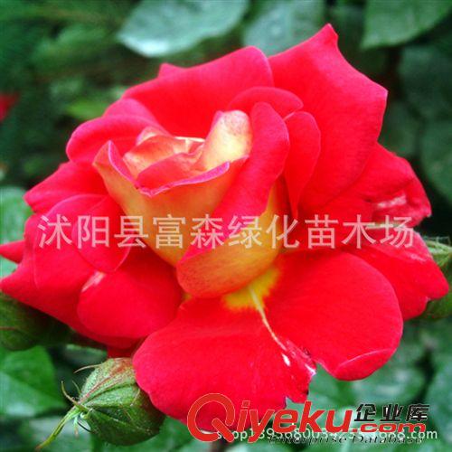 加里娃達(dá)大花月季種苗3年生 品種月季月季花 盆栽月季 芳香花大原始圖片3