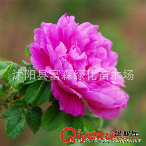 種苗月季光譜 花香濃郁 品種月季月季花 爬藤月季 攀援花卉