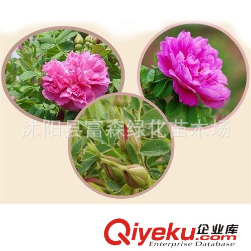 紫花單瓣玫瑰苗 平陰一號玫瑰 玫瑰苗 紫玫瑰花苗 玫瑰花小苗原始圖片2