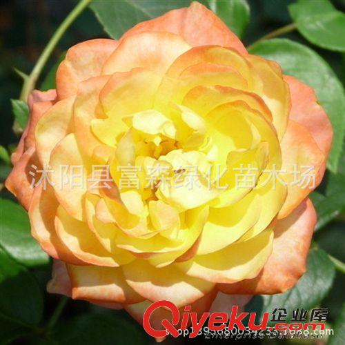 種苗月季光譜 花香濃郁 品種月季月季花 爬藤月季 攀援花卉