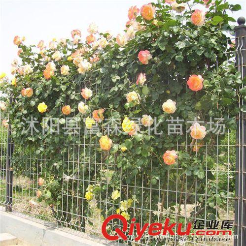 種苗月季光譜 花香濃郁 品種月季月季花 爬藤月季 攀援花卉
