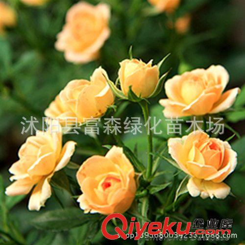 種苗月季光譜 花香濃郁 品種月季月季花 爬藤月季 攀援花卉
