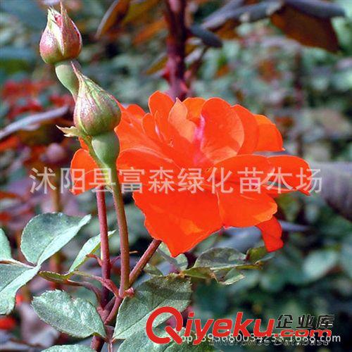 種苗月季光譜 花香濃郁 品種月季月季花 爬藤月季 攀援花卉