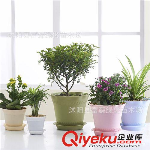 富森園林供應園藝資材 花盆 歐式羅馬花盆 樹脂花盆 多肉花卉盆栽