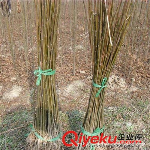 綠化苗木 基地直銷 紫葉李樹(shù)苗 速生紫葉李苗 紅葉李苗 小苗批發(fā)