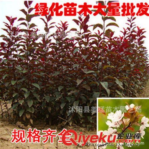 綠化苗木 基地直銷 紫葉李樹(shù)苗 速生紫葉李苗 紅葉李苗 小苗批發(fā)