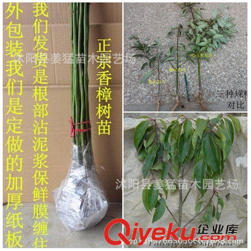 綠化苗木 基地直銷 紫葉李樹(shù)苗 速生紫葉李苗 紅葉李苗 小苗批發(fā)