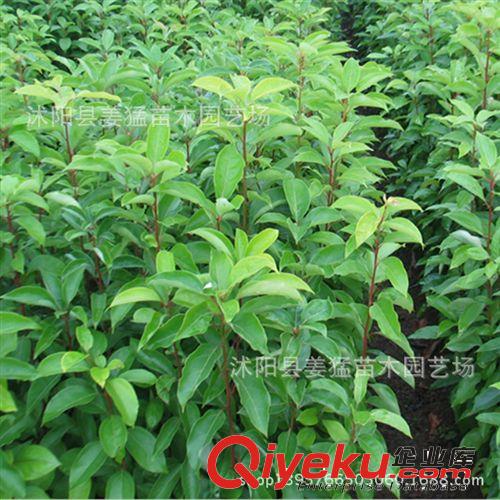 批發(fā)香樟樹(shù)苗 綠化苗行道 樹(shù)國(guó)家二級(jí)植物香樟苗庭院植物苗圃直銷(xiāo)原始圖片2