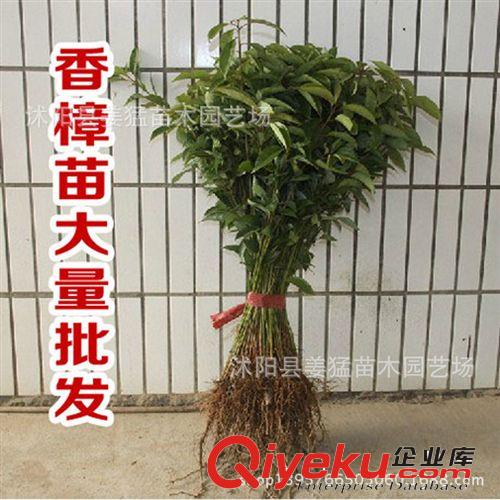 批發(fā)香樟樹(shù)苗 綠化苗行道 樹(shù)國(guó)家二級(jí)植物香樟苗庭院植物苗圃直銷(xiāo)原始圖片3