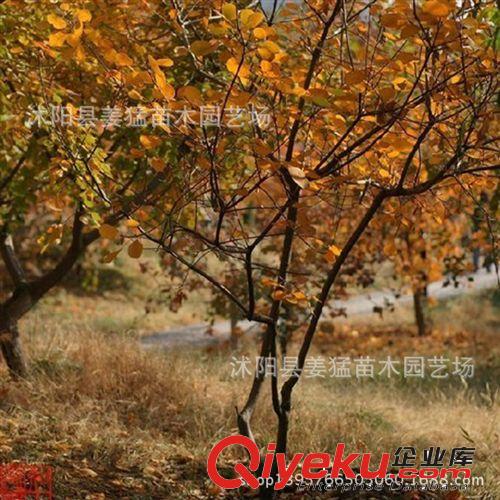 批發(fā)香樟樹(shù)苗 綠化苗行道 樹(shù)國(guó)家二級(jí)植物香樟苗庭院植物苗圃直銷(xiāo)