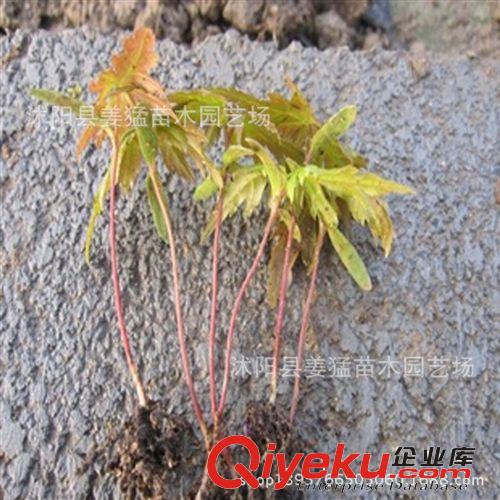供應(yīng) 綠化苗木批發(fā)木黃櫨樹苗紅櫨樹苗香山紅葉樹種 價(jià)格優(yōu)惠