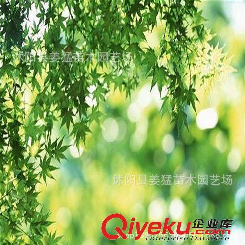 青楓苗木基地直銷,雞爪槭樹苗，四季變色 量大從優(yōu) 可嫁接紅楓原始圖片2