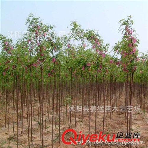 青楓苗木基地直銷,雞爪槭樹苗，四季變色 量大從優(yōu) 可嫁接紅楓