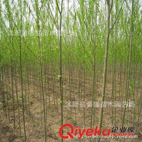 刺槐樹苗 別名洋槐樹苗、香花槐苗，龍爪 洋槐樹花可以食用