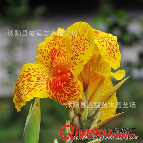 基地直銷 優質火棘苗 小苗批發 火棘球 綠化苗木規格齊全量大優惠