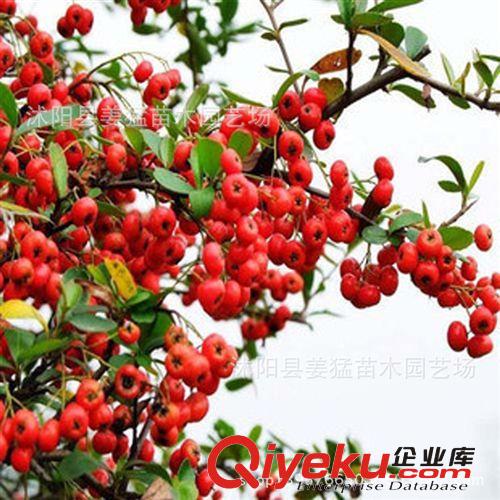 批發桂花樹苗 金桂 丹桂 四季桂小苗造型優美 品種齊全 價格優惠