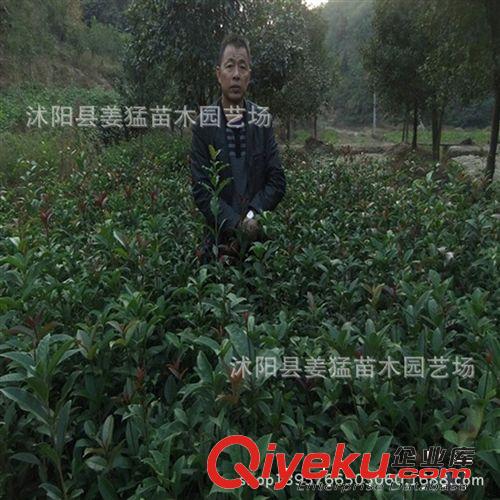 批發桂花樹苗 金桂 丹桂 四季桂小苗造型優美 品種齊全 價格優惠