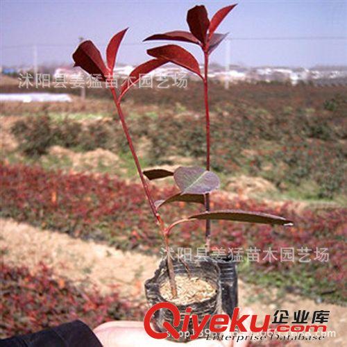 供應灌木綠化苗木 冬青球 冬青苗 常青綠籬工程用苗價格優惠