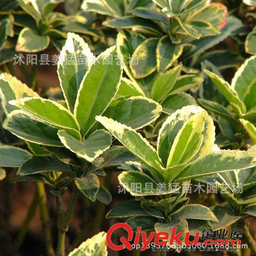 批發(fā)金邊黃楊 金邊冬青 金邊衛(wèi)矛 色塊植物 籬笆 庭院植物原始圖片2