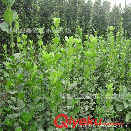 批發(fā)金邊黃楊 金邊冬青 金邊衛(wèi)矛 色塊植物 籬笆 庭院植物