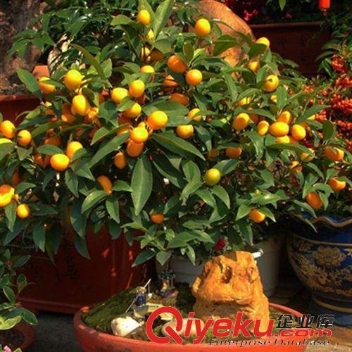 【姜猛苗木】供應(yīng)金橘灌木類 各種規(guī)格 量大優(yōu)惠原始圖片3