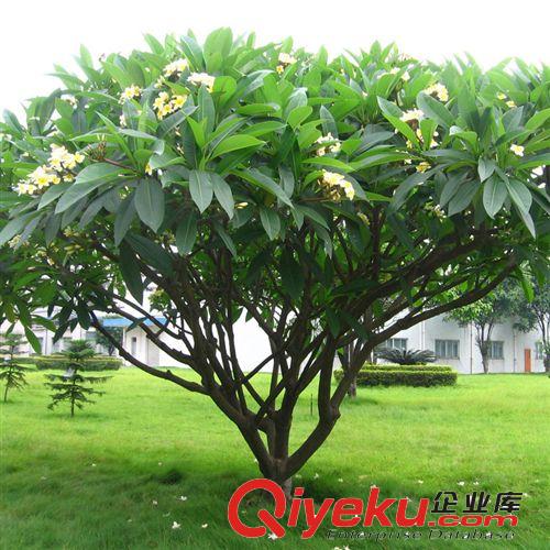 【姜猛苗木】供應(yīng)雞蛋花樹 直銷各規(guī)格袋苗灌木喬木 各種規(guī)格原始圖片2