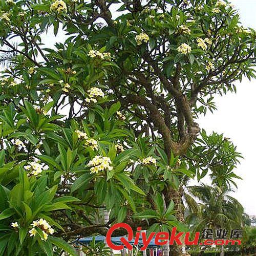 【姜猛苗木】供應(yīng)雞蛋花樹 直銷各規(guī)格袋苗灌木喬木 各種規(guī)格原始圖片3