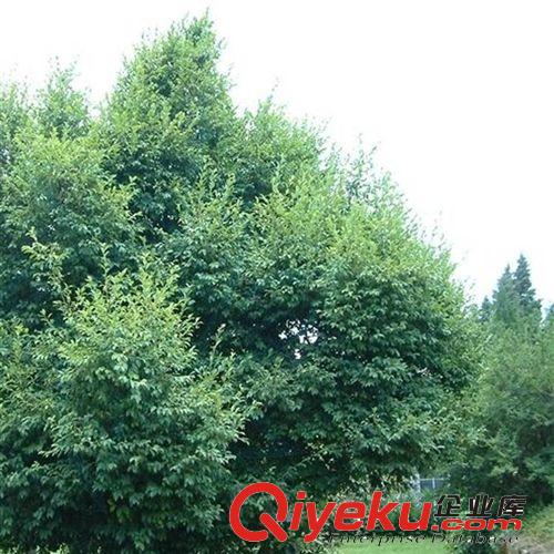 【姜猛苗木】供應(yīng)香葉樹(shù)灌木類(lèi) 綠化植物 小區(qū)綠化 各種規(guī)格原始圖片2