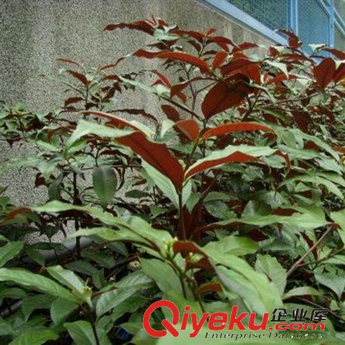 【姜猛苗木】供應(yīng)香葉樹(shù)灌木類(lèi) 綠化植物 小區(qū)綠化 各種規(guī)格