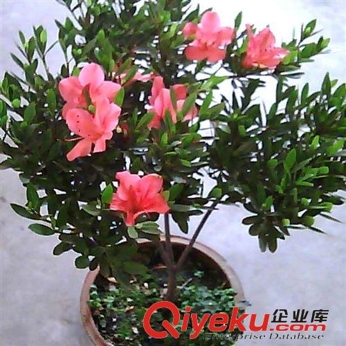 【姜猛苗木】出售綠化苗木厚皮香 稀有品種 灌木類