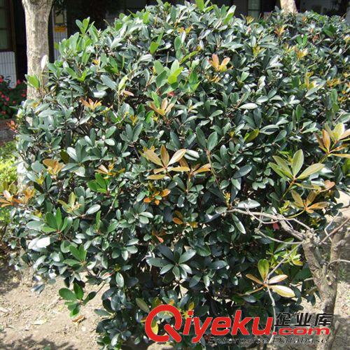 【姜猛苗木】供應(yīng)地柏綠化灌木 綠化植物 各種規(guī)格 量大優(yōu)惠