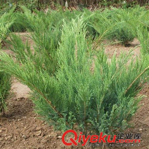 【姜猛苗木】供應(yīng)黃蟬灌木類 規(guī)格齊全 工和綠化 量大優(yōu)惠
