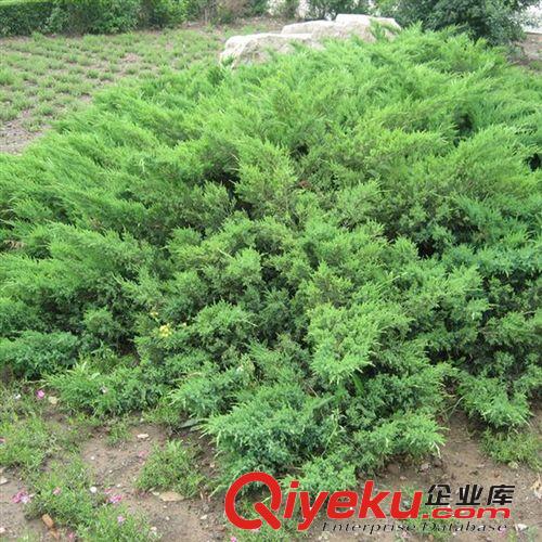 【姜猛苗木】供應(yīng)地柏綠化灌木 綠化植物 各種規(guī)格 量大優(yōu)惠原始圖片2