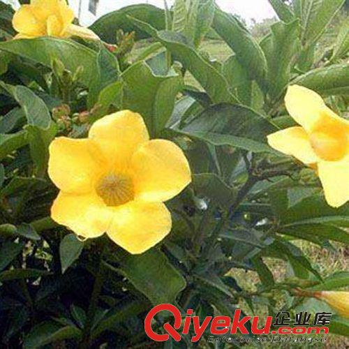 大量供應優(yōu)質灌木龜甲冬青 價格優(yōu)惠
