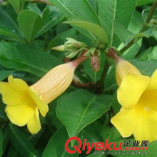 【姜猛苗木】供應(yīng)黃蟬灌木類 規(guī)格齊全 工和綠化 量大優(yōu)惠原始圖片2