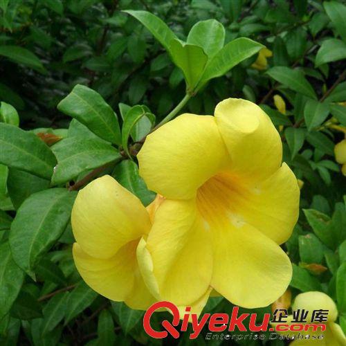 【姜猛苗木】供應(yīng)黃蟬灌木類 規(guī)格齊全 工和綠化 量大優(yōu)惠原始圖片3