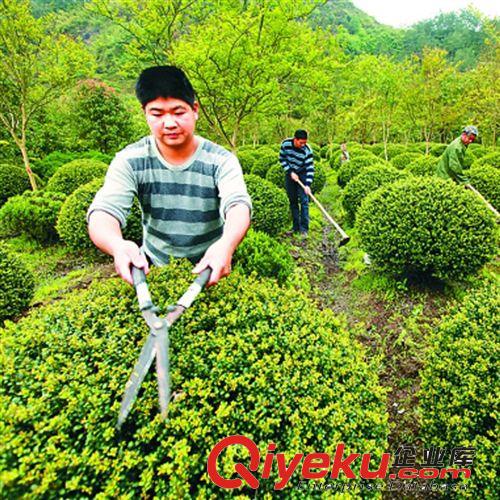 【姜猛苗木】供應龍血樹灌木 小區(qū)綠化 工程綠化 各種規(guī)格
