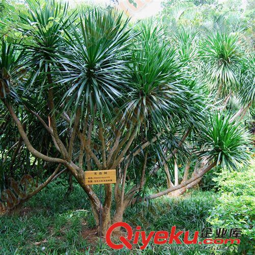 批發五葉地錦苗 攀緣植物 爬山虎藤苗 爬藤植物 耐寒耐旱爬墻高