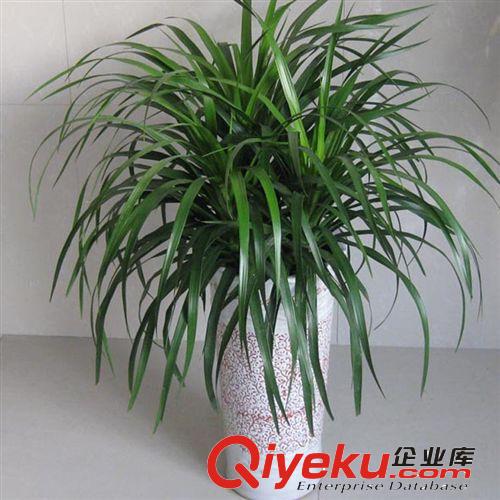 【姜猛苗木】供應龍血樹灌木 小區(qū)綠化 工程綠化 各種規(guī)格原始圖片3