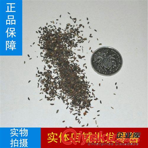 公司批發 果樹種子 林木種子 桃子種子 蟠桃種子 種子 發芽高